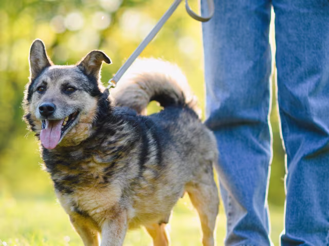 Dog Cleanup