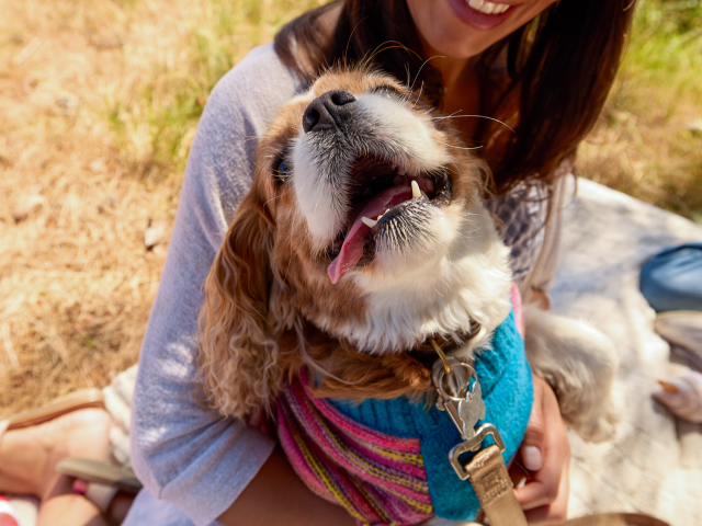 Dog Clothing & Accessories