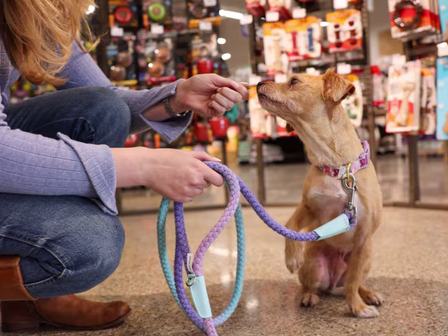 Collars, Harnesses & Leashes