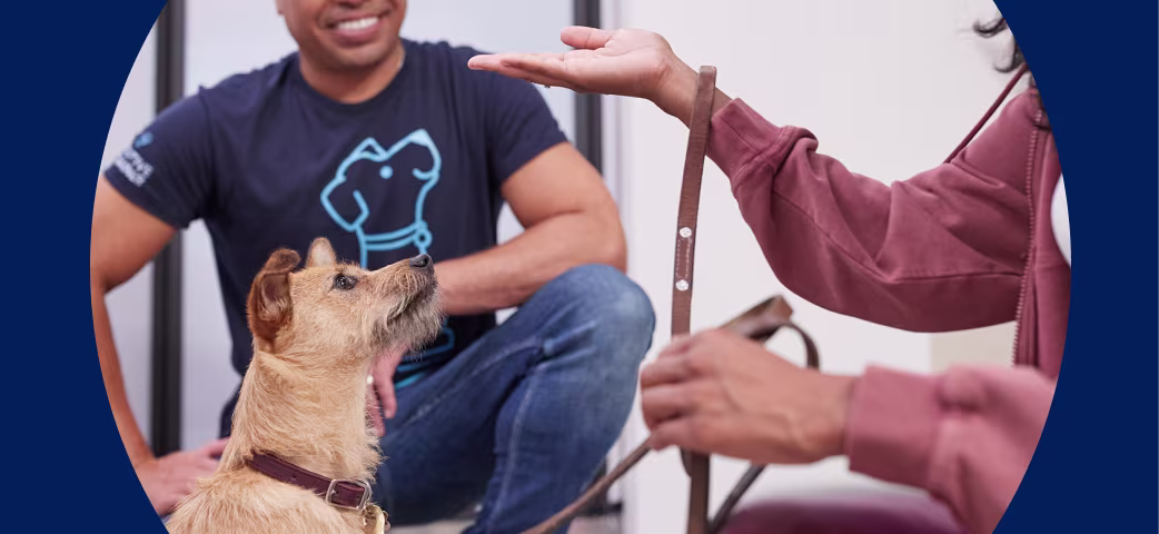 Vet Services