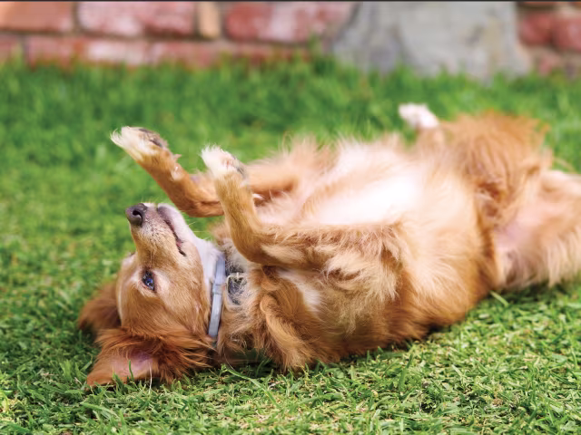 Flea & Tick