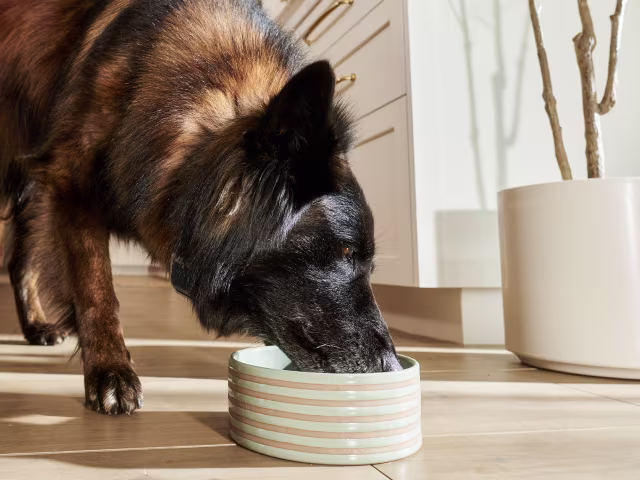 Dog Food