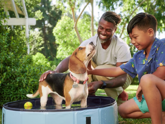 Dog Health & Wellness