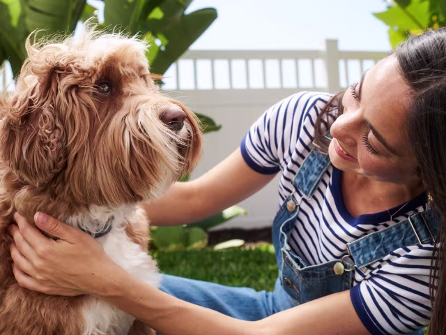 Top Dog Deals