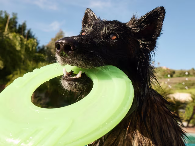 Dog Toys