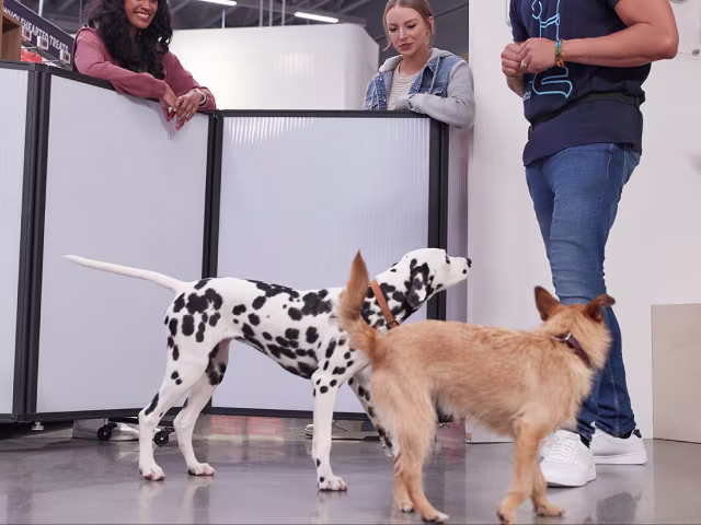 Dog Training & Behavior