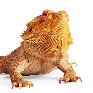 Reptile