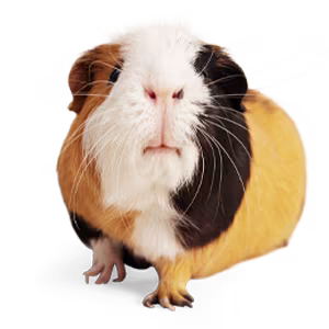 Small Pet