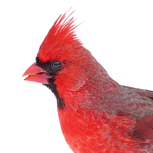 Wild Bird
