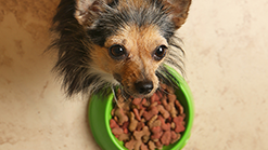 Dry Food for Sensitive Skin