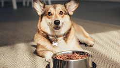 Grain Free Sensitive Skin