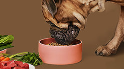 Wet Food for Sensitive Skin