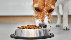Grain-Free Small Breed Dog Food