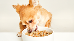 Veterinary Diet Wet Dog Food