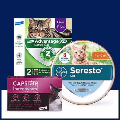 Cat Health & Wellness: Supplements & Care