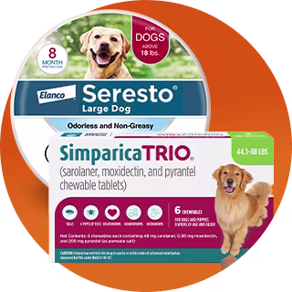 Flea & Tick