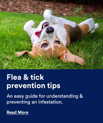 Flea & Tick prevention tips