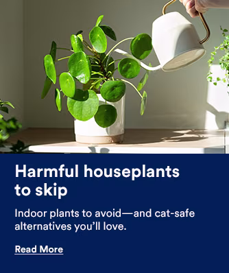 Harmful Houseplants to skip