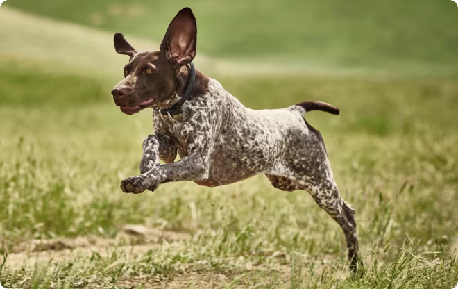 High Performance.
