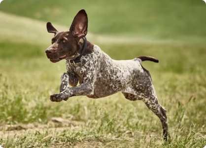 High Performance.