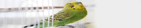 New Bird