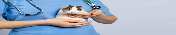 Vet Q & A