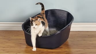 How to Litter Train a Kitten