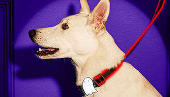 Halloween Pet Safety: 6 Tips for Safe, Happy Dogs & Cats | Petco