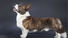 Petco Pet Education Center