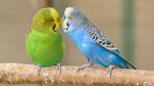 Petco Pet Education Center
