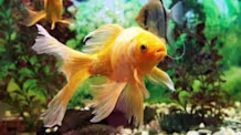 Petco Pet Education Center