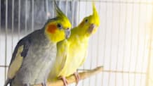 Petco Pet Education Center
