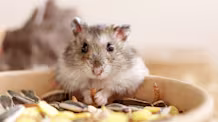 Petco Pet Education Center