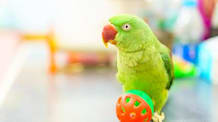 Petco Pet Education Center