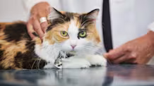 Petco Pet Education Center