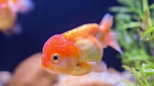 Petco Pet Education Center