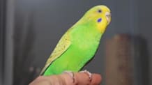 Petco Pet Education Center