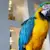 What's Your Parrot Saying? Decode Their Body Language Signals