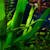 Master Amazon Sword Care: Grow Stunning Aquatic Plants in Your Tank