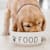 Feed Your New Puppy Right: What, When & How Much for a Healthy Life