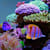 Don't Overfeed Your Fish! Tips for a Healthy Aquarium & Happy Fish