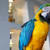 Stop Pet Bird Screaming: Causes, Prevention & Quiet Your Bird
