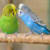 Bird Egg Binding & Dystocia: Spot Signs, Treat, & Prevent Crisis