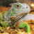 Clean & Disinfect Your Reptile Cage: Keep Your Herp Healthy!