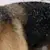 Dog Dandruff: 8 Causes & How to Treat Your Dog's Flaky Skin
