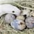 Reptile Egg Bound? Spot Signs, Causes, Treatment & Prevention