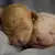 Caring for Orphaned Newborn Puppies: Your Essential Step-by-Step Guide