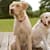 Labrador Health: 7 Common Issues & Essential Care for a Healthy Lab