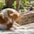 Flea & Tick Prevention: Oral vs. Topical - What's Best for Your Pet?