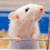 Responsible Rat Breeding: What Every Pet Owner Must Know